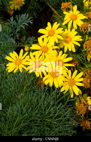 Coreopsis géant Leptosyne gigantea Los Angeles, California, United States 4 avril Asteraceae Banque D'Images