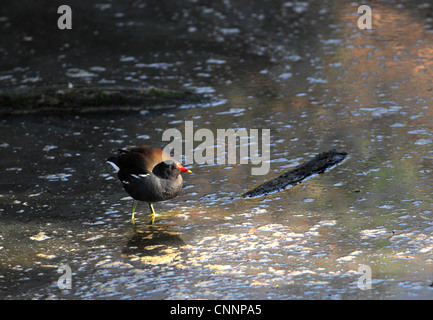 Poule d’eau sur le journal Banque D'Images