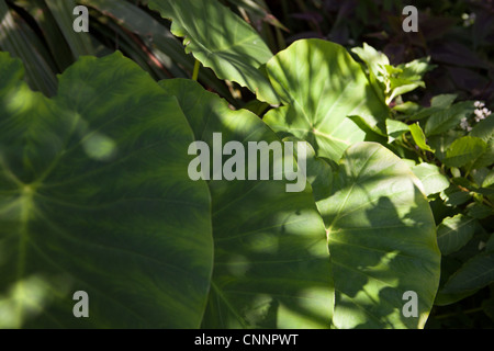 Close up of Colocasia feuilles dans un jardin exotique Banque D'Images