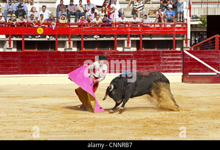 La lutte contre la tauromachie Matador banderilles empalé bull cape arènes Medina del Campo Valladolid Castille-leon Espagne du Nord Banque D'Images