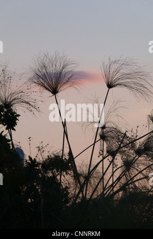 Laîche de papyrus (Cyperus papyrus) flowerheads, silhouetté au crépuscule, Okavango Delta, Botswana Banque D'Images