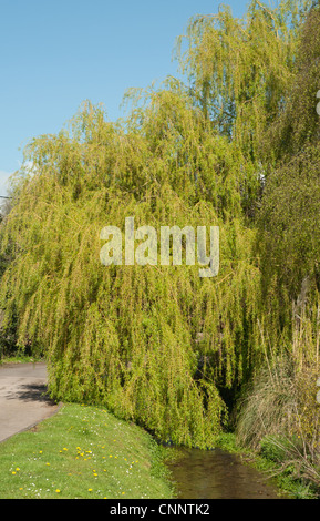 Arbre saule pleureur (Salix babylonica) on grassy bank et ruisseau Banque D'Images