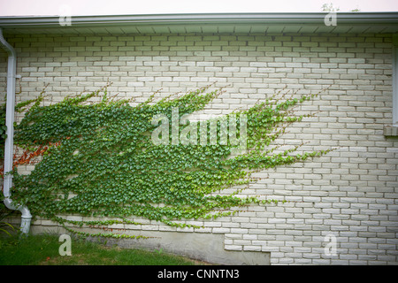 Lierre sur mur de briques, Bradford, Ontario, Canada Banque D'Images