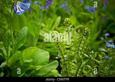 Crosses et Virginia Bluebells, Bradford, Ontario, Canada Banque D'Images