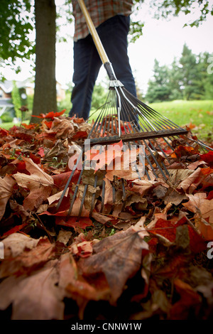 Le râtelage jardinier de feuilles d'érable, Bradford, Ontario, Canada Banque D'Images