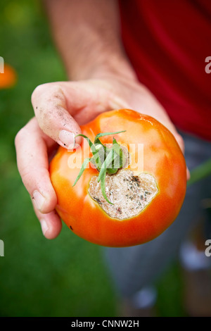 Tomate pourrie Holding jardinier, Bradford, Ontario, Canada Banque D'Images