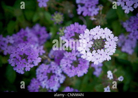 Verveine Fleurs, Bradford, Ontario, Canada Banque D'Images