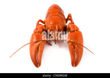 La langouste bouillie sur un fond blanc Banque D'Images