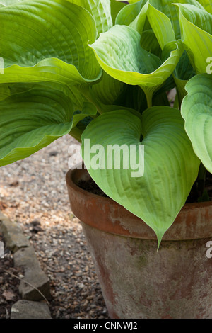 Hosta Somme & Substance détail plante Banque D'Images