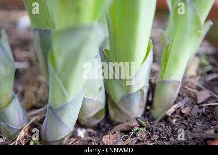 Hosta Somme & Substance détail plante Banque D'Images