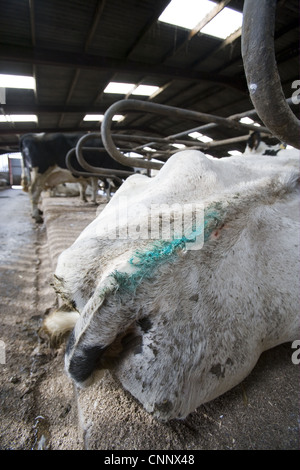 Gestion de la reproduction en troupeau laitier, inséminée artificiellement marqué vache, Angleterre, février Banque D'Images