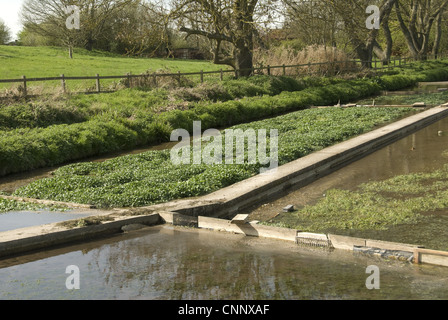 Le cresson Rorippa nasturtium-aquaticum historique restauré récolte chalk stream lits Ewelme Chiltern Hills avril Angleterre Oxfordshire Banque D'Images