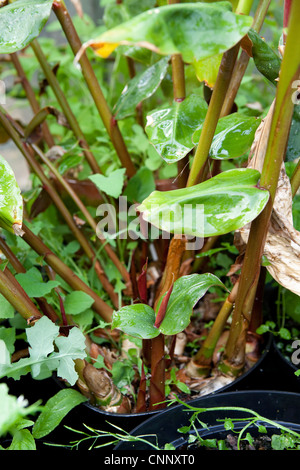 Le gingembre plante en pot en plastique Banque D'Images