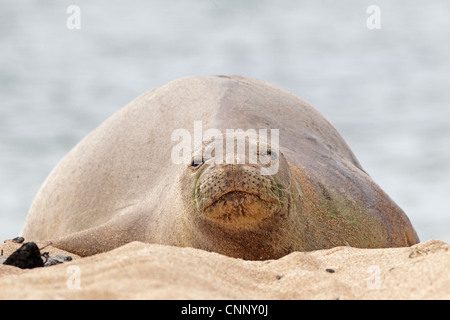 Le phoque moine hawaiien sur une plage sur Kauai Banque D'Images