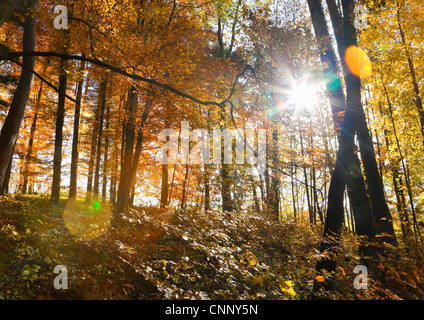 Sun shining through trees in forest Banque D'Images