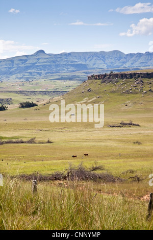 Paysages, contreforts des Drakensberg du Sud, Eastern Cape, Afrique du Sud Banque D'Images