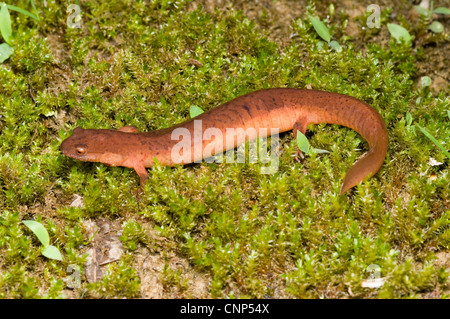 Le nord de la salamandre pourpre (Gyrinophilus porphyriticus) Banque D'Images