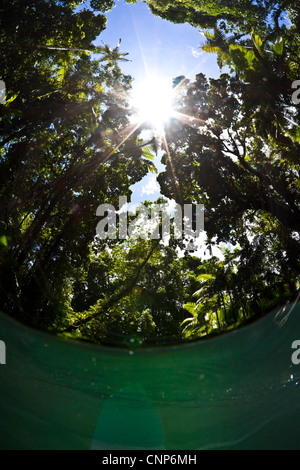 Jusqu'à la à la jungle dense couvert forestier de l'intérieur du ruisseau peu profond cool. Banque D'Images