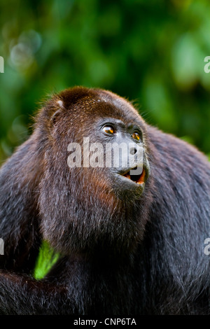 Un grand singe hurleur noir sauvage mi hurler. Le Belize. Banque D'Images