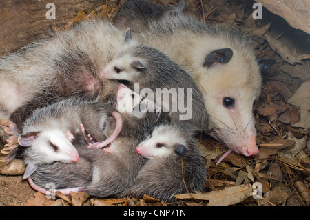 L'opossum Didelphis virginiana, Banque D'Images