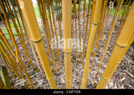 Phyllostachys aureosulcata Aureocaulis Plant - Détail - Photographies botaniques Banque D'Images