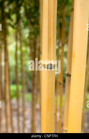 Phyllostachys aureosulcata Aureocaulis Plant - Détail - Photographies botaniques Banque D'Images