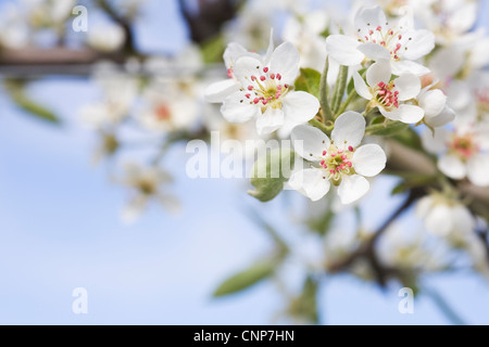 Pyrus communis 'Worcester Noir'. Fleur de poire 'Black Worcester'contre un ciel bleu. Banque D'Images