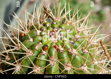 Ou Trichocereus pachanoi - Détail - Photographies botaniques des plantes Banque D'Images