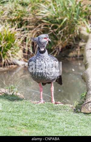 Crested screamer (Chauna torquarta) Banque D'Images