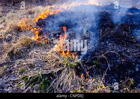 La combustion de l'herbe sèche au début de printemps Banque D'Images