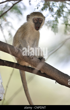 - Un singe singe grivet - green monkey - Savanna monkey (Chlorocebus pygerythrus) jeune mâle dans un arbre au lac Baringo Banque D'Images