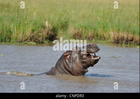 - Hippopotame Hippopotame (Hippopotamus amphibius) grand mâle montrant sa colère dans l'eau à Masai Mara, Kenya - Afrique de l'Est Banque D'Images