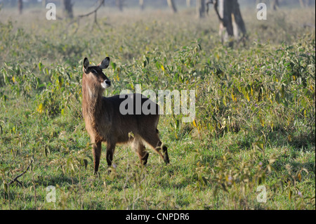 Cobe Defassa (Kobus defassa) femme debout dans la zone boisée de la NP Nakuru Kenya - Afrique de l'Est Banque D'Images