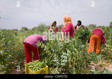 Tunisie : Les femmes qui travaillent dans les champs gagner un revenu très faible et travailler dur. Banque D'Images