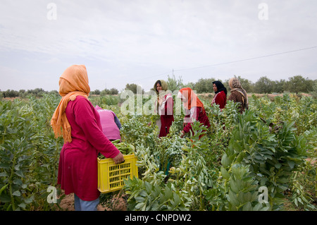 Tunisie : Les femmes qui travaillent dans les champs gagner un revenu très faible et travailler dur. Banque D'Images