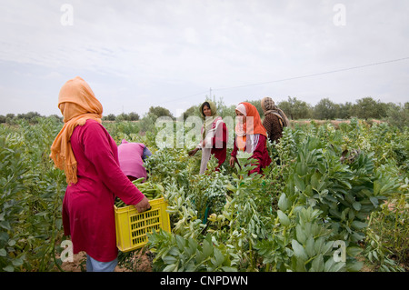 Tunisie : Les femmes qui travaillent dans les champs gagner un revenu très faible et travailler dur. Banque D'Images