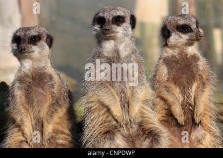 3758. Les suricates, Wingham Wildlife Park, Kent, Angleterre Banque D'Images