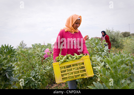 Tunisie : Les femmes qui travaillent dans les champs gagner un revenu très faible et travailler dur. Banque D'Images