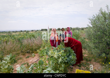 Tunisie : Les femmes qui travaillent dans les champs gagner un revenu très faible et travailler dur. Banque D'Images