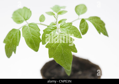 Lycopersicon esculentum. Les plants de tomates dans les premiers stades de croissance. Banque D'Images