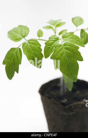 Lycopersicon esculentum. Les plants de tomates dans les premiers stades de croissance. Banque D'Images