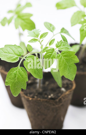 Lycopersicon esculentum. Les plants de tomates dans les premiers stades de croissance. Banque D'Images