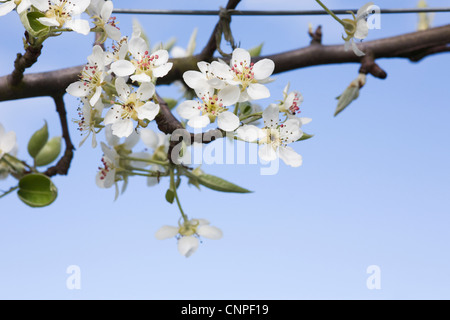 Pyrus communis 'Worcester Noir'. Fleur de poire noir 'Worcester' contre un ciel bleu. Banque D'Images