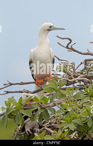Fou à pieds rouges adultes montrant perché pieds rouges Banque D'Images