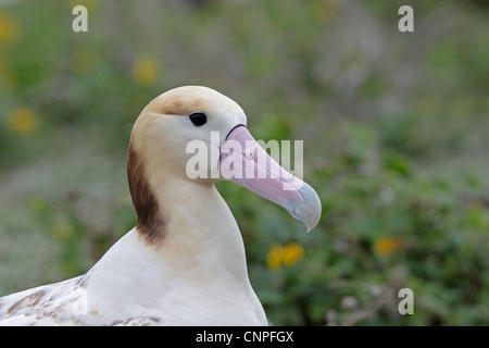 Albatros à queue courte adultes Banque D'Images