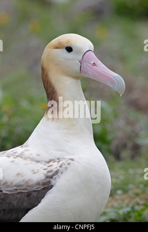 Albatros à queue courte adultes Banque D'Images