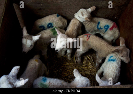 Agneaux ensemble sur une ferme dans le Dorset, au cours de la saison d'agnelage, Mars 2012 Banque D'Images