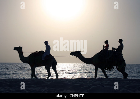 En chameau sur la plage contre un coucher de soleil Banque D'Images