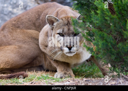 Cougar Mountain lion de montagne puma cat panther Banque D'Images