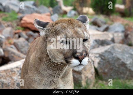 Blcook Cougar Mountain lion de montagne puma cat panther Banque D'Images